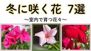 【１月に咲く花】#冬の花 #1月の花 #冬のガーデニング #plants