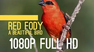 Red Fody. bird in the forest relaxation  sound in nature  1080p Full HD
