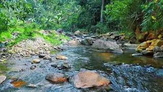 Relaxing Forest River Sounds Flowing Over Rocks | Nature Ambience for Focus and Calm