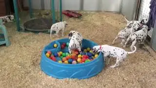 Gateway Farm Dalmatians:  Ball pit fun Nov 12, 2019