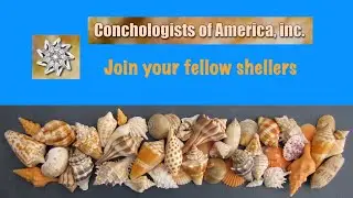 Welcome to Conchologists of America