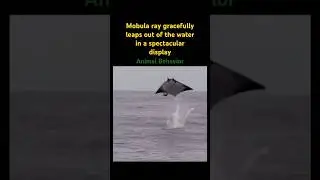 The Mobula ray gracefully leaps out of the water&hellip; 💦 #music #ray #jump #animals