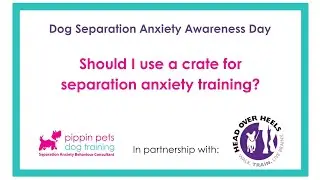 Should I use a crate for separation anxiety dogs?