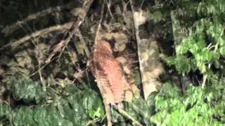 Pel's Fishing Owl sighting, Lambarene area