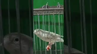 female canary call for male | canary singing  | canary song | female canary singing