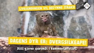 Dagens dyr fra Dyreparken 27. april: Dvergsilkeape!