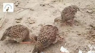 precious pheasant babies,big cute baby grey francolin are feeding