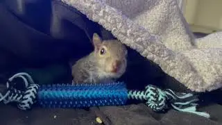 Ouch!  Iggy the Squirrel Uses His Teeth To Show Who&rsquo;s Boss!