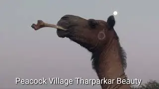 Camels of desert I Bone eating camel I