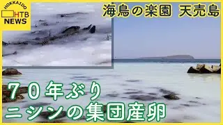 海鳥の楽園　天売島で群来か！失われたニシンの集団産卵　約70年ぶりの現象　島民からは期待の声