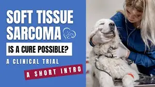 Canine Soft Tissue Sarcoma Trial - A Short Intro