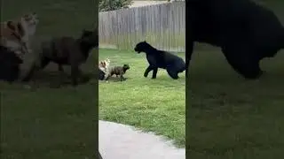 The Bravest Bodyguard Cat! Fights Off a Giant Panther to Protect Its Friend!#catshorts