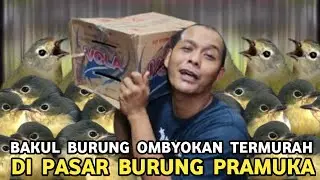 FULL STOCK TURUN RATUSAN EKOR BURUNG OMBYOKAN LANGSUNG DARI PEMIKAT DI PASAR BURUNG PRAMUKA 