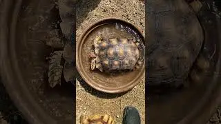 Tortoise backstroke swimming #tortoise #turtle #shorts