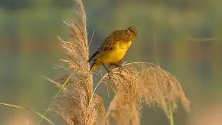 желтая трясогузка Motacilla flava
