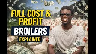 Full Cost & Profit of 1000 Broiler Chickens | Complete Breakdown