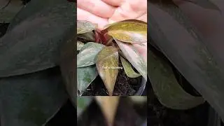 Philodendron Orange Princess 😍🧡✨️🌿 plant mail #jaclynnsjungle #unboxing #philodendron