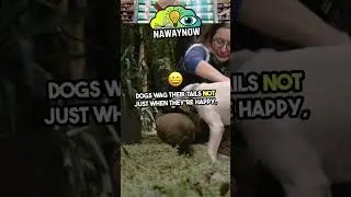 Unexpected Dog Behaviors You Didn&rsquo;t Know!