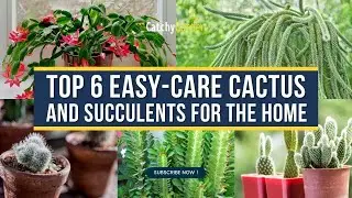 Top 6 Easy-Care Cactus and Succulents for the Home 🌵🪴 // Catchy Garden 💚