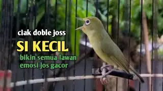 CIAK CIAK DOBLE JOSS SI KECIL || BIKIN SEMUA KECIAL KUNING EMOSI JOSS GACOR|| @zgkicaulombok6363 