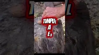 Evolutie- de la spargerea nucilor cu ciocanul, la spargerea lor mecanizata