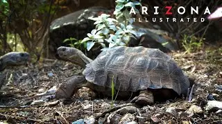 Arizona Illustrated Episode 827 - Remembering Baxter Black, Aravaipa Canyon, Monsoon Wildlife