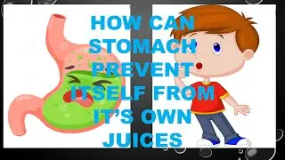 How does stomach protect itself from it's own juices. FUN FRIDAY episode 2