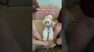 Pet Hand Challenge with Shih Tzu Capri #handschallenge #dog #pets #cute #puppy