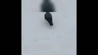 Реакция ворон на кукурузную кашу / Hooded crows reaction to cornmeal porridge