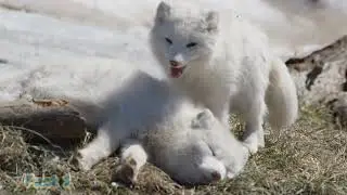 5 Cute Arctic Fox Facts - Animal Facts