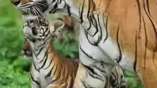 Tigress Sighting With Three Little Cubs in Sarishka Tiger Resurve Subscribe👉 Wildlife India