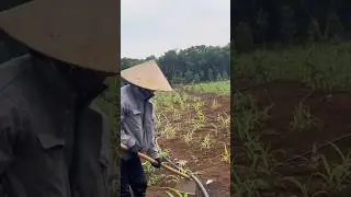 Fresh Corn Harvest - Rural Life Farming Techniques for Market Sale