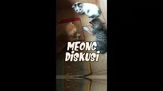 Anak Kucing RAPAT