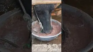 How the buffalo herdsman feeds the buffalo #buffalo #feed