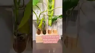 #plants #grow #nurture