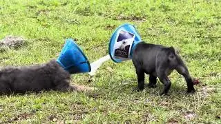 Training made easy when dogs are born ready @ByLinxDogos