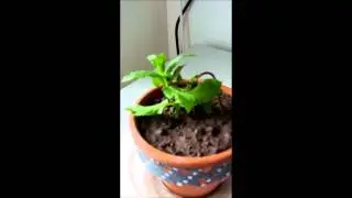 Growing Mint 11-March-2013