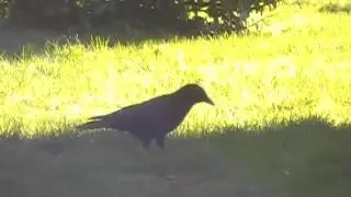 Crow family looking for food
