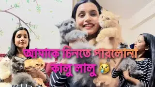 সাদা বিড়াল চলে গেলো ॥ আমি লালু কালুকে দেখতে চলে গেলাম ॥  আমাকে ভুলে গেছে তারা #cat #catlover #dog