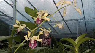 Live anggrek dendrobium edisi Januari