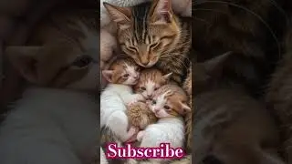 pregnancy to birth date of Cute cattis #birthcentenary #catdelivery #catvideos #catstory #lovecats