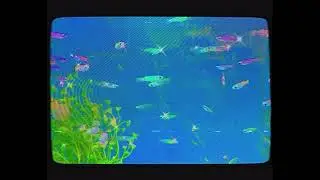 PJ HEN- Neon tetra terrarium-