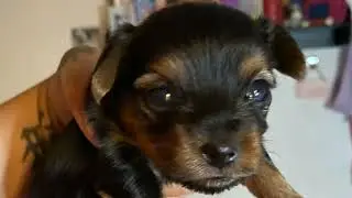 HARLEYS FIRST LITTER 🥰🥰#yorkie #yorkiesofinstagram #puppylove #puppies #fyp