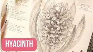 Drawing HYACINTH with Graphite Pencil 💜| Step by Step | Monthly Plant Series