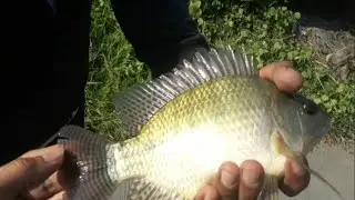 Spot Terbaik Makassar||inspirasi gonrong labanan mancing tanpa umpan