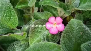 Episcia lil lemon