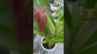 #ytshorts | corn plant 🌽 | harvesting videos in telugu | #happyharvesttelugu