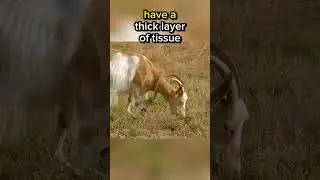 Cows don&rsquo;t have upper front teeth #facts #shorts #viral #cows #cow #animals #sheep #goat