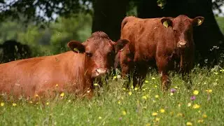 An introduction to Conservation Grazing of Meadows - Part 2