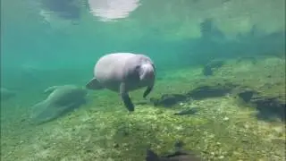 Manatee Fun at the Spring Boil